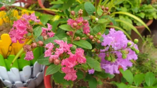 How to Grow and Care Pride Of India Plant || Fun Gardening