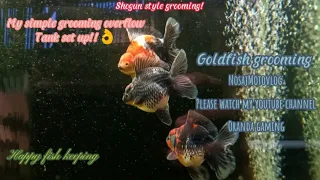 Goldfish grooming tank overflow set up