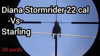 Diana Stormrider .22 Cal and Starling  Pest Control ( Epic Airguns shots)