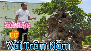 Đã mắt Siêu Cây Chòi Mòi đặt tên Thiền Sư thuộc hàng hiếm rất Độc Dị Lạ của anh Vũ 0973492639