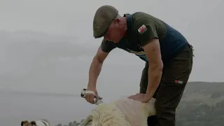 Blade sheep shearing demonstration