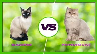 Persian cat vs. siamese : Which is the Better Breed for You?