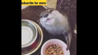 Weasel Eating Funny Way - Happy Hungry Ferret 🧐😱😱📸 Amazing Animals #shorts #nature #breakfast