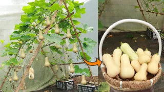 No need to buy butternut squash with this super easy home growing method for beginners