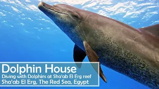 Diving with Dolphins at Sha'ab El Erg (Dolphin House) in Egypt