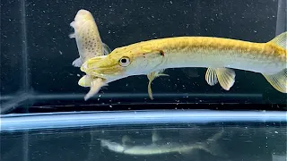 Northern Pike eats live Trout