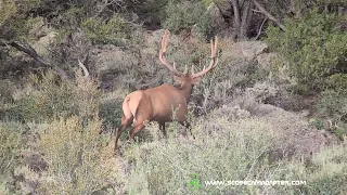 Velvet Bulls With the ScopeCam Adapter! Olympus TG camera 4k