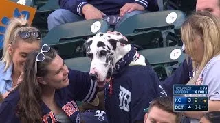 Bark at the Park Night at Comerica Park