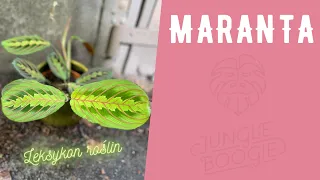 Maranta - najważniejsze informacje, pielęgnacja i podlewanie. Leksykon roślin Jungle Boogie odc.I