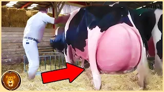 Was diese Kuh zur Welt gebracht hat, wird dich umhauen