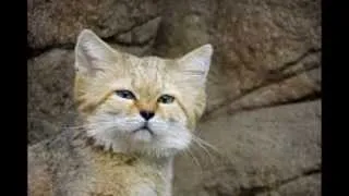 The Sand Cat