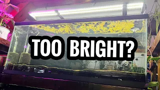 My Aquarium Light is TOO BRIGHT?