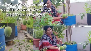 మామిడి మొక్కలు కుండీలో పెంచడం | ఎరువులు | చీడకి నివారణ || How to grow mango plant in pots.