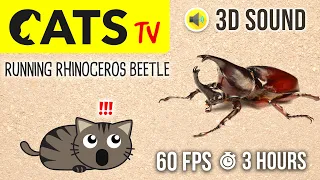 CATS TV - Realistic Rhinoceros Beetle - 3 HOURS 60FPS (Game for cats)