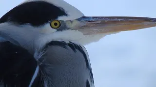 Gray Heron Call. Gråhäger läte. Graureiher Ruf. Fiskehejre lyd