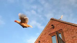 Chickens Flying In The Yard