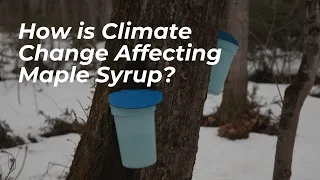 How Is Climate Change Impacting Canada's Beloved Maple Syrup Industry? | ONsite