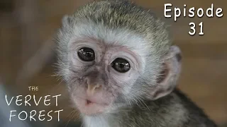 Vervet Monkeys Fight When New Orphan Baby Monkey Meets Foster Mom - Ep. 31