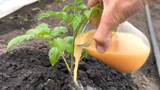 Tomatoes will grow in a moment and give an early and large harvest! Pour it over