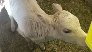 Вихідний / годування телят/ перший раз на прогулянці