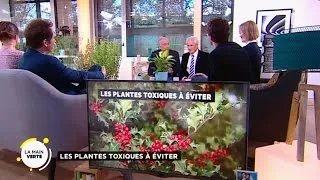 Les plantes toxiques à éviter