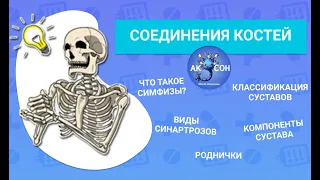 Соединения костей