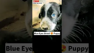 Blue Eyes Puppy 🥰 | #67 | #shorts #minivlog #vlog #dog