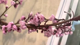 Spice Zee Nectaplum in full bloom