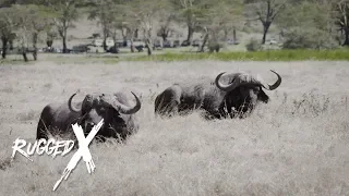 Cape Buffalo - Deadly Duo