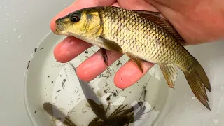 Fish trap in a spring river in Japan. Giant carp, snakehead fish, and crayfish.