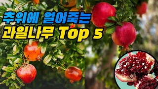 월동에 치명적인 과일나무 Top5 (feat.묘목구입전 필수시청)