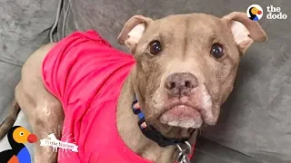 Rescued Pit Bull Has Amazing Special Ability - ALADDIN | The Dodo Pittie Nation