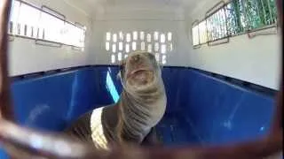 S.O.S.: Saving Our Sea Lions Part 1