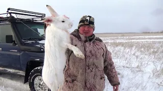 Добыли зайца и приготовили его. Простой рецепт от бабушек.