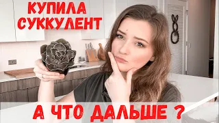 Что делать с суккулентом после покупки | Пересадка суккулентов