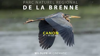 CANON R7 RF 200-800 PARC DE LA BRENNE 4K CINEMATIC