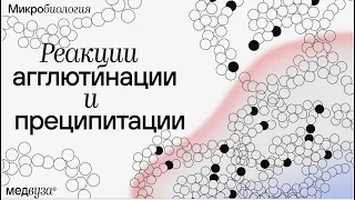 Реакция агглютинации и преципитации | Иммунология