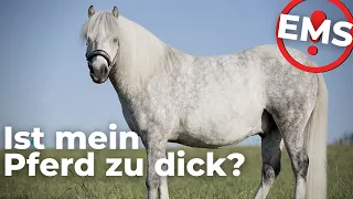 EMS - Die Krankheit mit den Fettpolstern | Übergewicht & Hufrehe | Equines Metabolisches Syndrom