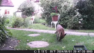 TrailCam 1/6/24 Essex Garden