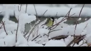 Little Birds In Winter Time