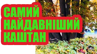 Який самий найдавніший каштан? Скільки йому років і яка його окружність?