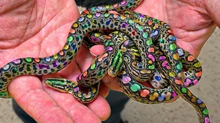 SURPRISE LIVE BIRTH!! BABY RAINBOW SNAKES BORN!! | BRIAN BARCZYK