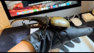 Hercules beetle keeping at home