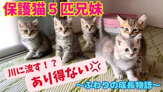 【保護猫】川に流されそうになった子猫を緊急保護！　　〜ふわりとの出逢い編〜