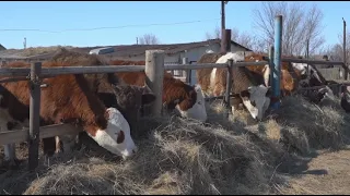 Вспышка заболевания КРС зафиксирована в Западном Казахстане