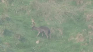 300wm fallow buck