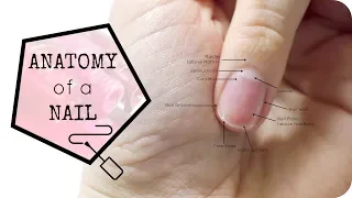 Anatomy of the Nail