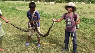 Wow ! Three Brave Boys Catch Big Snake During They looking Their Cows Near Village