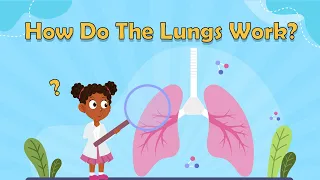 How Do The Lungs Work? | Facts About Lungs | Human Body Facts for Kids | Science Facts for Kids