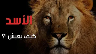 من هو الأسد .. ما لا تعرفه عن الأسد واللبؤة | Lion and Lioness